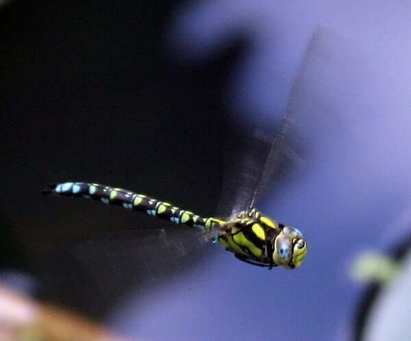 Dragonfly Spirit Animal Totem Meaning: Transformation And Positivity -  