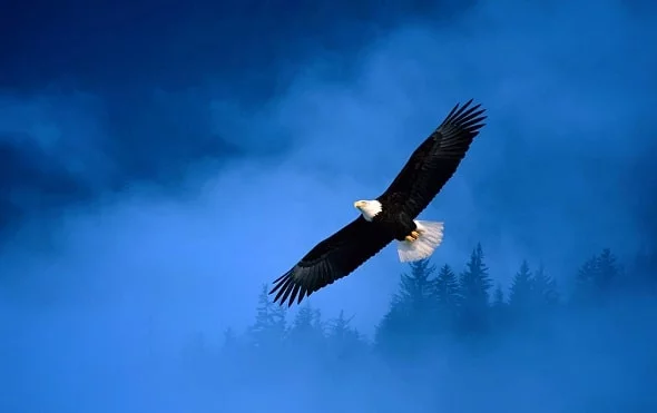 Eagle Spirit Animal