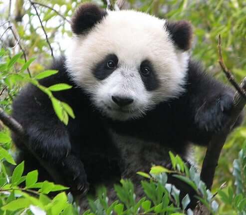 Panda Spirit Animal Totem Meaning: Always Enjoy Your Success 