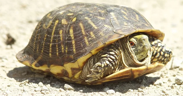 Turtle spirit animal