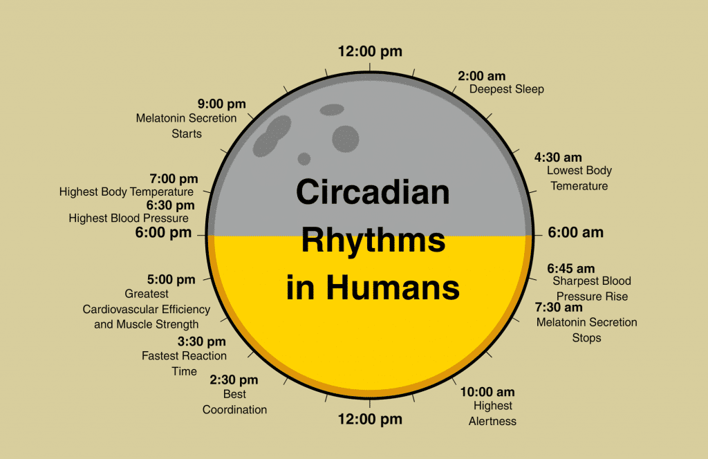 Circadian Rythms