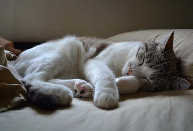 cat-in-bed
