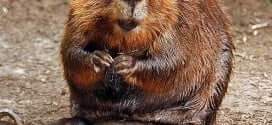 beaver spirit animal