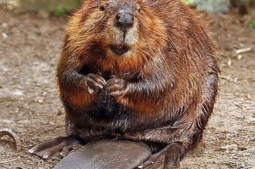 beaver spirit animal