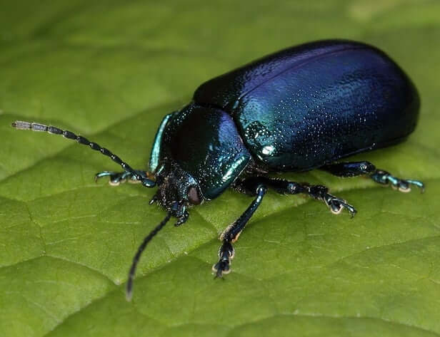 beetle Spirit animal