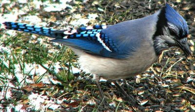 blue jay