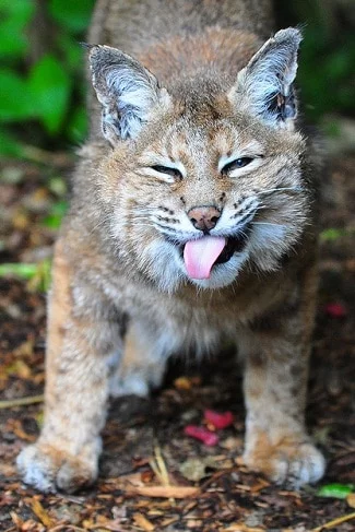 bobcat animal totem