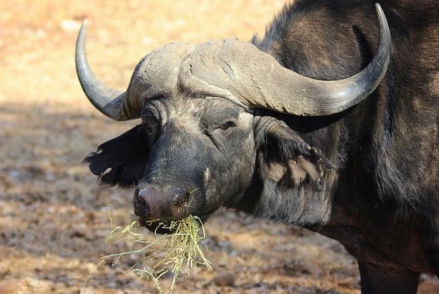 buffalo spirit animal