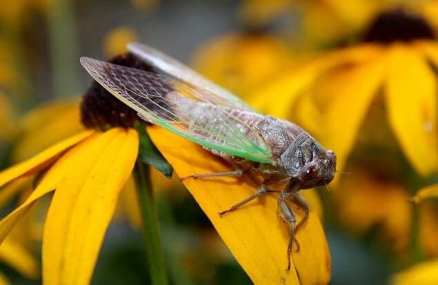 cicada spirit animal