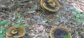 fairy ring of mushrooms