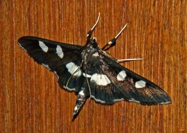 Moth Spirit Animal