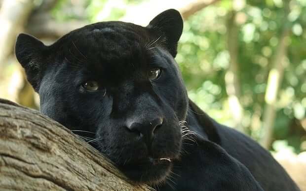 Panther Spirit Animal