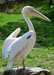 pelican spirit animal 