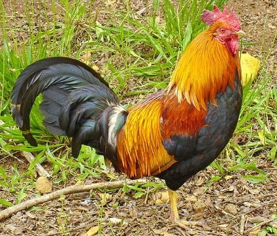 rooster spirit animal