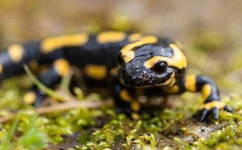 salamander spirit animal