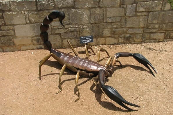 scorpion spirit animal