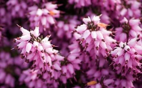 heather-flower