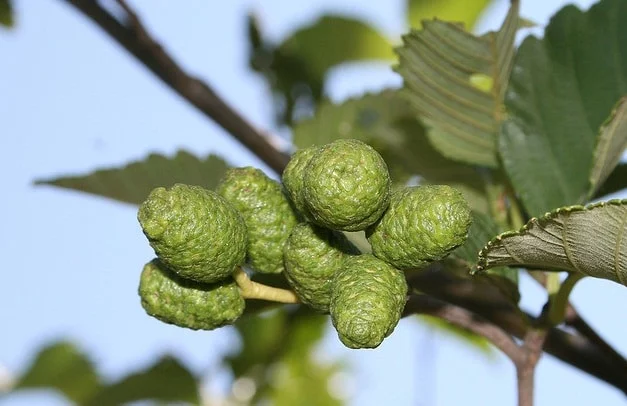 alder-tree