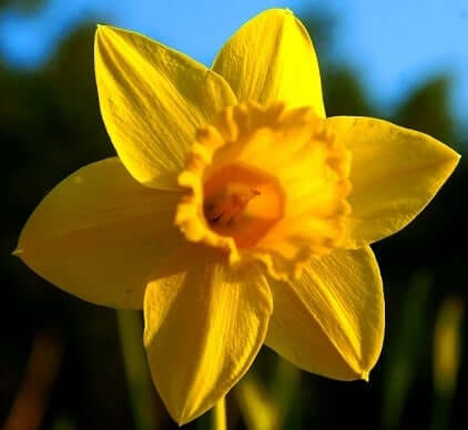 Daffodil symbolism