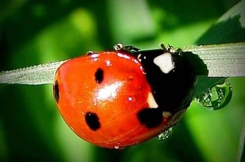 animal love symbolism