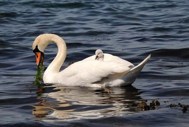 Swan Spirit Animal Totem Meaning: Intuition and Lasting Partnerships -  
