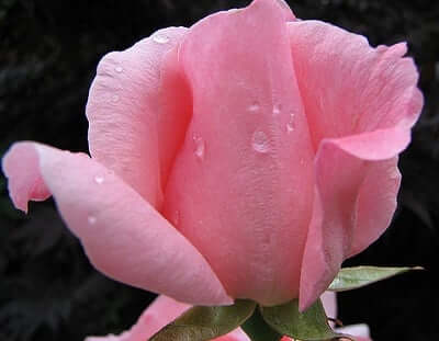 Rose Symbolism