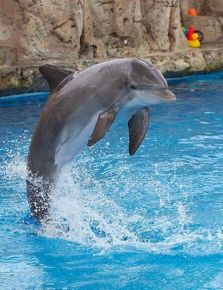 Dolphin Spirit Animal
