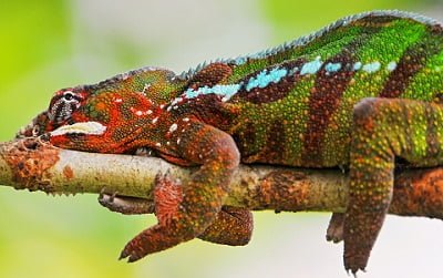 chameleon spirit animal