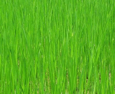 grass symbolism