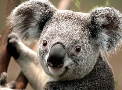 Koala Bear Spirit Animal