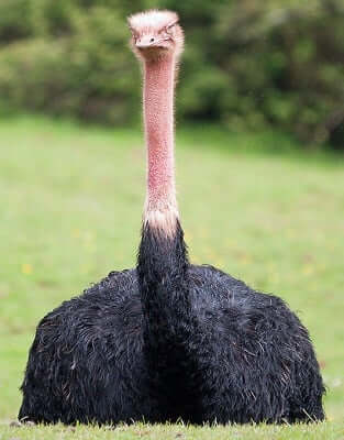 ostrich spirit animal