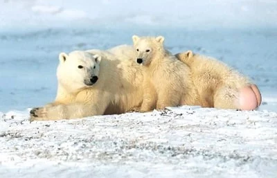 polar bear spirit animal 