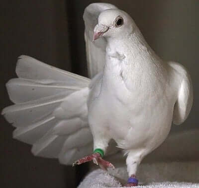 white dove