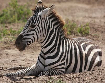 Zebra Spirit Animal