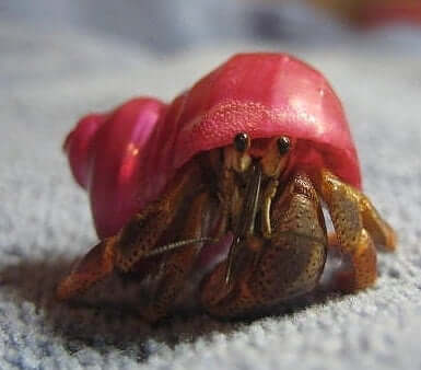 Hermit Crab Spirit Animal