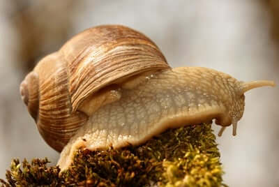 snail spirit animal