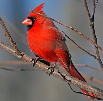 cardinal spirit animal