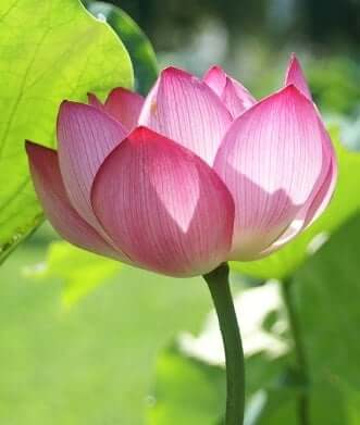 lotus flower meaning