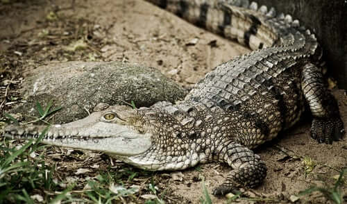 crocodile spirit animal 