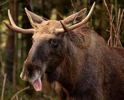 moose spirit animal