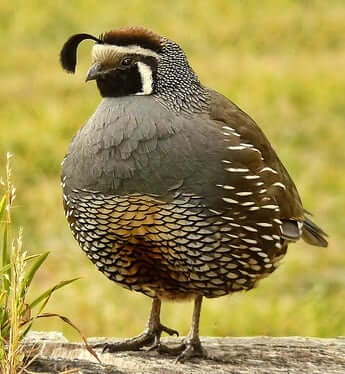 quail spirit animal