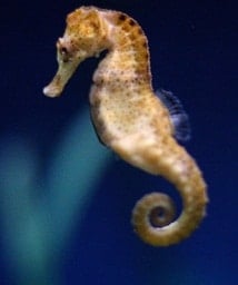 seahorse animal spirit 