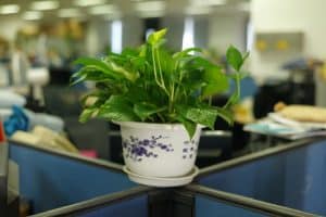 Feng shui plants