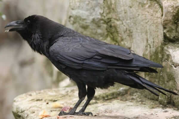 Crow Spirit Animal Totem Meaning: A Symbol Of Intelligence 