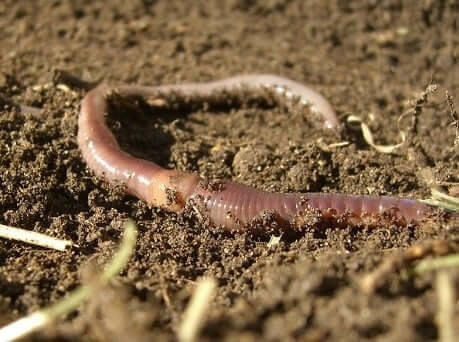 Earthworm Spirit Animal