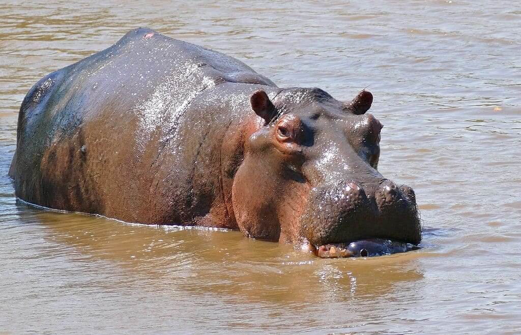 Hippopotamus Spirit Animal