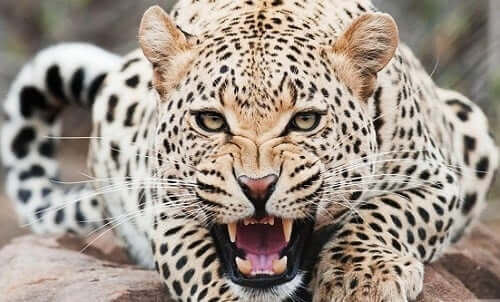 Leopard Spirit Animal