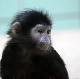 feng-shui-monkey