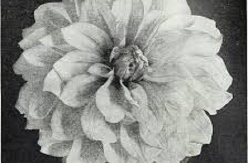 Feng shui for prosperity