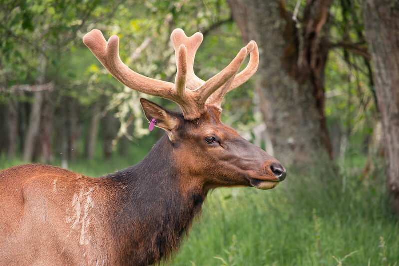 Elk Spirit Animal Totem Meaning: Embrace Confidence In Life 